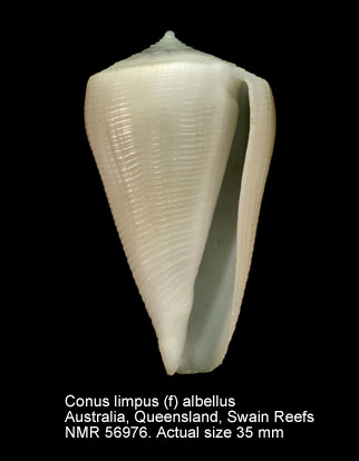 Conus limpusi (f) albellus.jpg - Conus limpusi (f) albellusRöckel & Korn,1990
